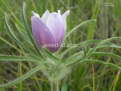 pasque-flower